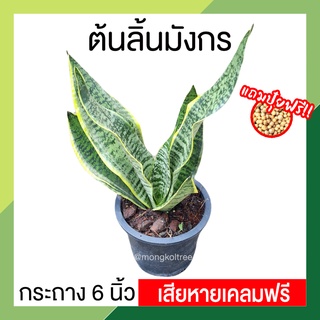 [แถมปุ๋ยฟรี! เสียหายเคลมฟรี] ลิ้นมังกร ต้นลิ้นมังกร ซุปเปอร์บา กระถาง 6 นิ้ว ลิ้นมังกรทอร์นาโด ต้นไม้ฟอกอากาศ ต้นไม้มงคล