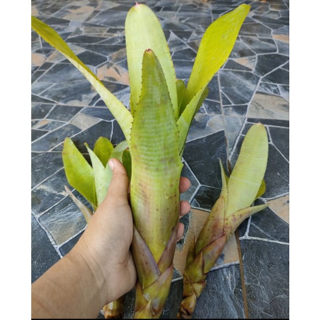 สับปะรดสีนีโอซันคิงไม้แดดสวยๆ - รูปที่ 2