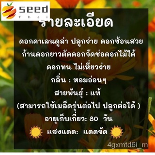 (ผู้ค้าส่งเมล็ดพันธุ์) เมล็ดพันธุ์ คาเลนดูล่า ดาวเรืองหม้อ Calendula Seed 50 เมล็ด  เมล็ดพันธุ์แท้ นำเข้าจากต่างประเทศ ป