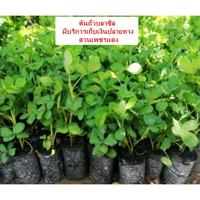 ต้นถั่วบราซิล​ ราคา 5 บาท