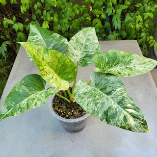 Philodendron Giganteum Variegated ต้นฟิโลเดนดรอน หูช้างด่างขาว จัดส่งพร้อมกระถาง