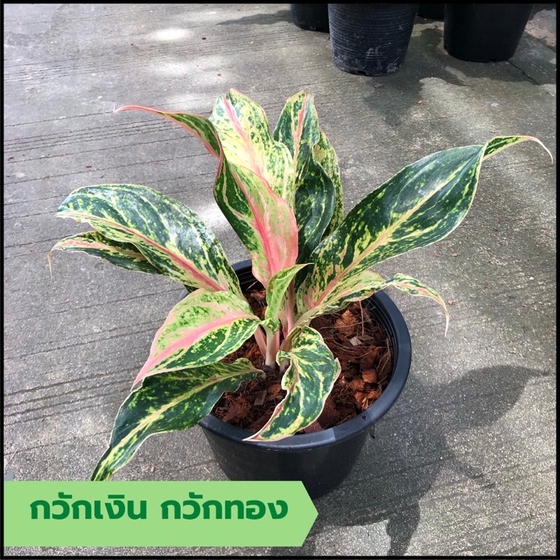 Plants 115 บาท ต้นกวักเงิน กวักทอง ส่งพร้อมกระถาง อโกนีมา ต้นไม้มงคล ไม้ประดับ ไม้มงคลค้าขาย ไม้ฟอกอากาศ ตกแต่งบ้านและสวน Home & Living