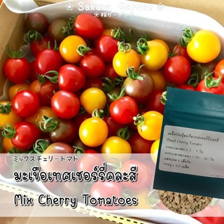 🍅เมล็ดพันธุ์มะเขือเทศเชอร์รี่คละสี🍅 (มะเขือเทศแฟนซี) 𝑴𝒊𝒙 𝑪𝒉𝒆𝒓𝒓𝒚 𝑻𝒐𝒎𝒂𝒕𝒐𝒆𝒔 เมล็ดพันธุ์แท้นำเข้า