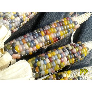 เมล็ด ข้าวโพดพลอย - Glass Gem Corn