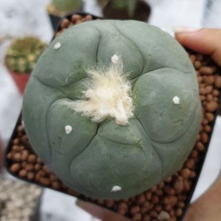 Lophophora diffusa cactus