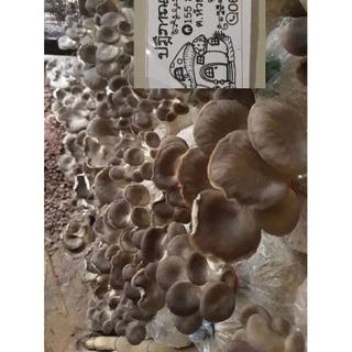 เห็ดนางฟ้าภูฐานพร้อมส่งชุด10ก้อนรับประกันออกดอกทุกก้อนพร้อมคู่มือ