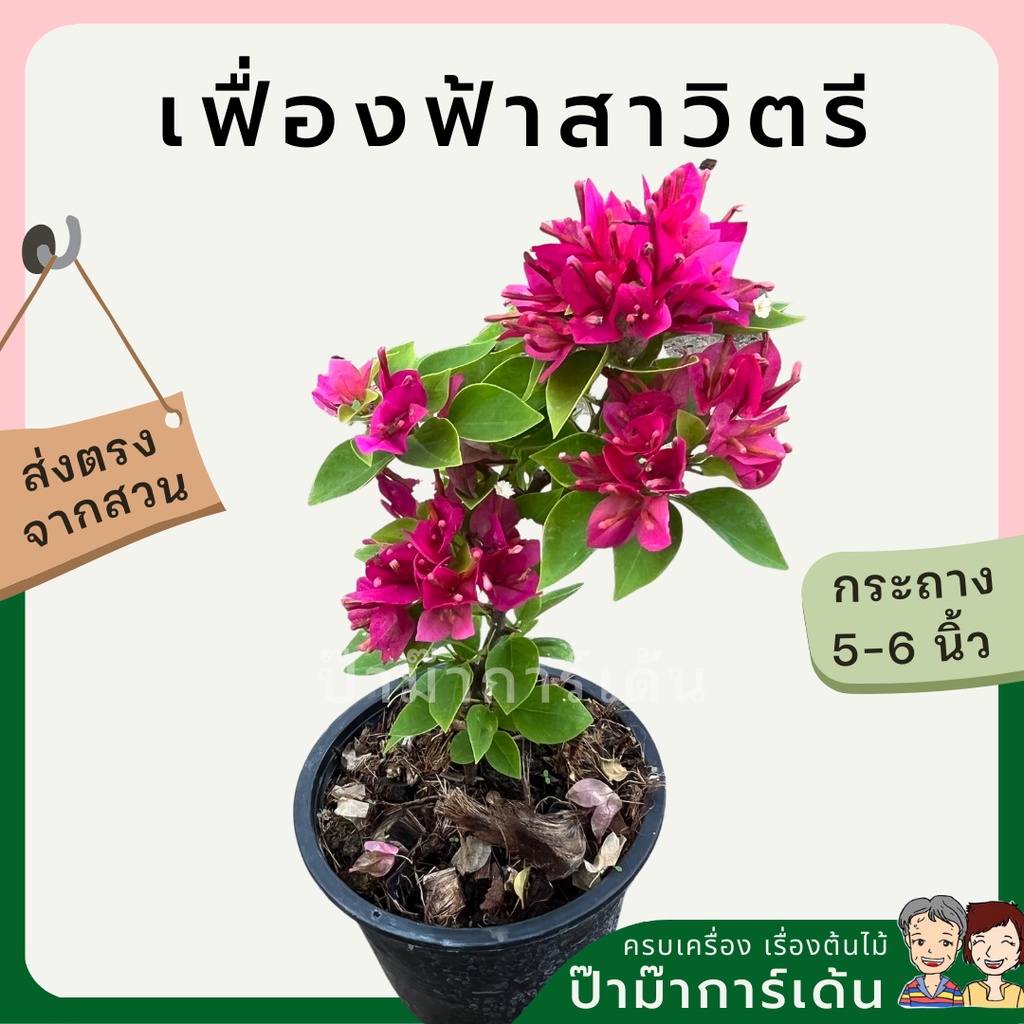 มุมมอง 2