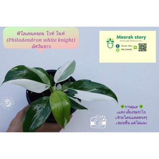 ฟิโลเดนดรอน ไวท์ ไนท์🌱🌱 (Philodendron white knight) อัศวินขาว⚡️⚡️