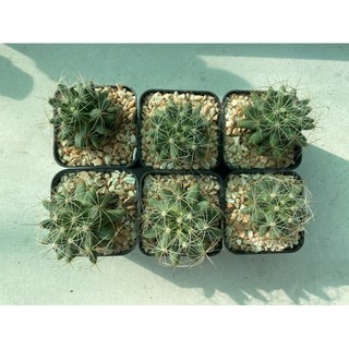 🌵แมมกล้วย กระบองเพชร cactus 🌵