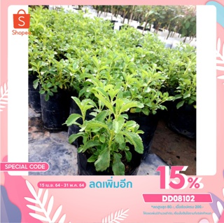 ต้นหญ้าหวาน (Stevia) สมุนไพรทดแทนน้ำตาล ลดน้ำตาลในเลือดได้อย่างน่าทึ้ง ต้นแข็งแรงพร้อมปลูก