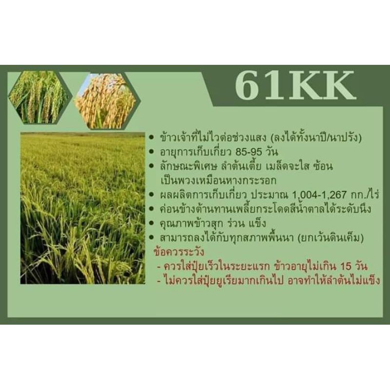 🌾🌾#กข61​ เคเค​🌾🌾ชั้นพันธุ์​ขยาย​ 25​กก.(รบกวนคุณลูกค้ากดสั่ง1ชิ้นต่อ1คำสั่งซื้อค่ะ)