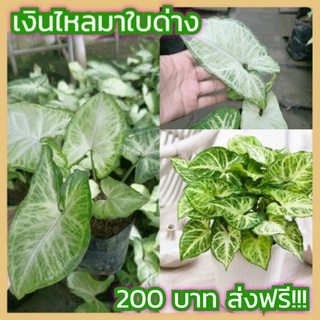 ขายต้น เงินไหลมา ใบด่าง 1 ต้น (บ้านแฮปปี้)