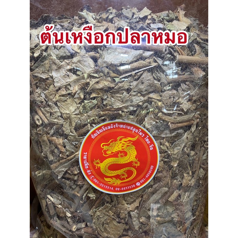 เหงือกปลาหมอ เหงือกปลาหมอแห้ง สมุนไพรเหงือกปลาหมอ เหงือกปลาหมอแห้ง - รูปที่ 5