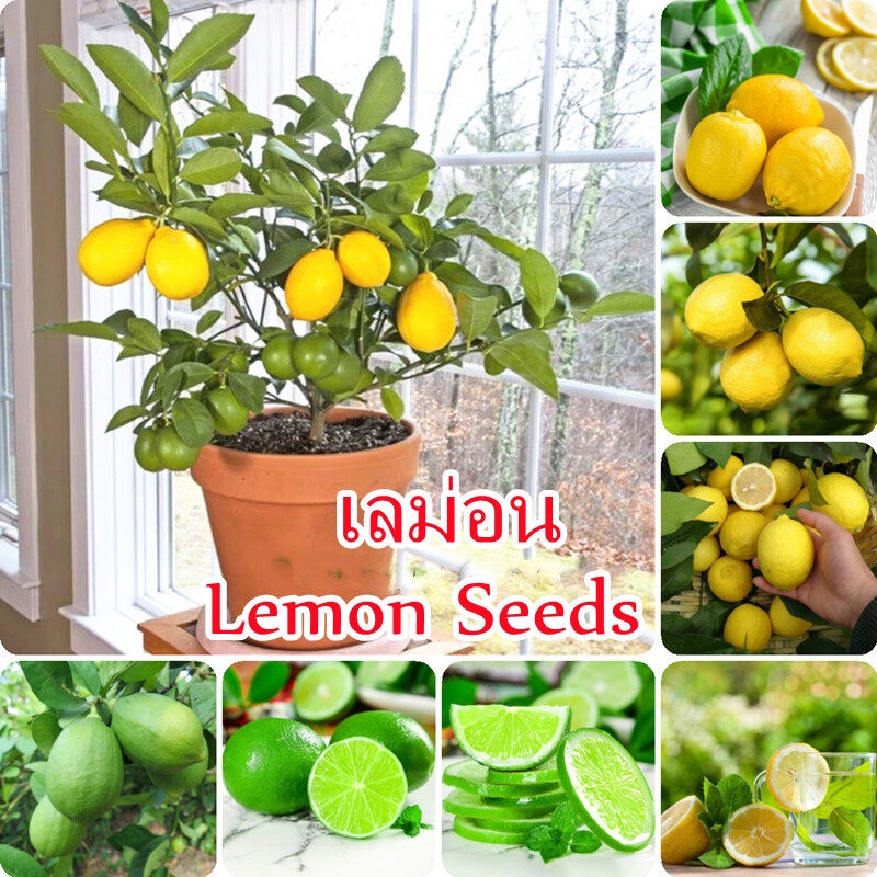 ขายราคาถูก บอนสี 20เมล็ด เมล็ดพันธุ์ เลม่อน Lemon Seeds Fruit Seeds พันธุ์ไม้ผลเมล็ดพันธุ์ บอนไซ เมล็ดดอกไม้