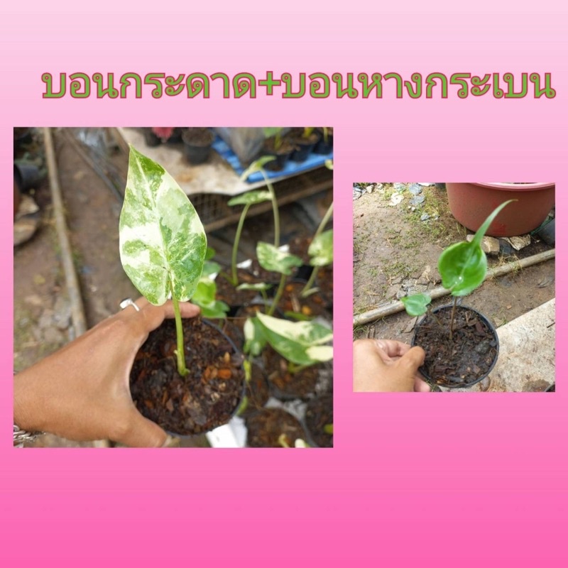 ❤️‍🔥จัดโปรสุดคุ้ม 💥 ซื้อ 1️⃣ + 1️⃣ ต้นบอนกระดาด+บอนหางกระเบนในราคาเพียง2️⃣3️⃣0️⃣ บาท (7วันนี้เท่านั้