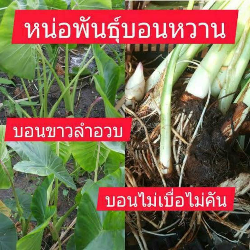 หน่อพันธุ์บอนหวานพร้อมปลูกต้นละ30บาทซื้อ10แถม2