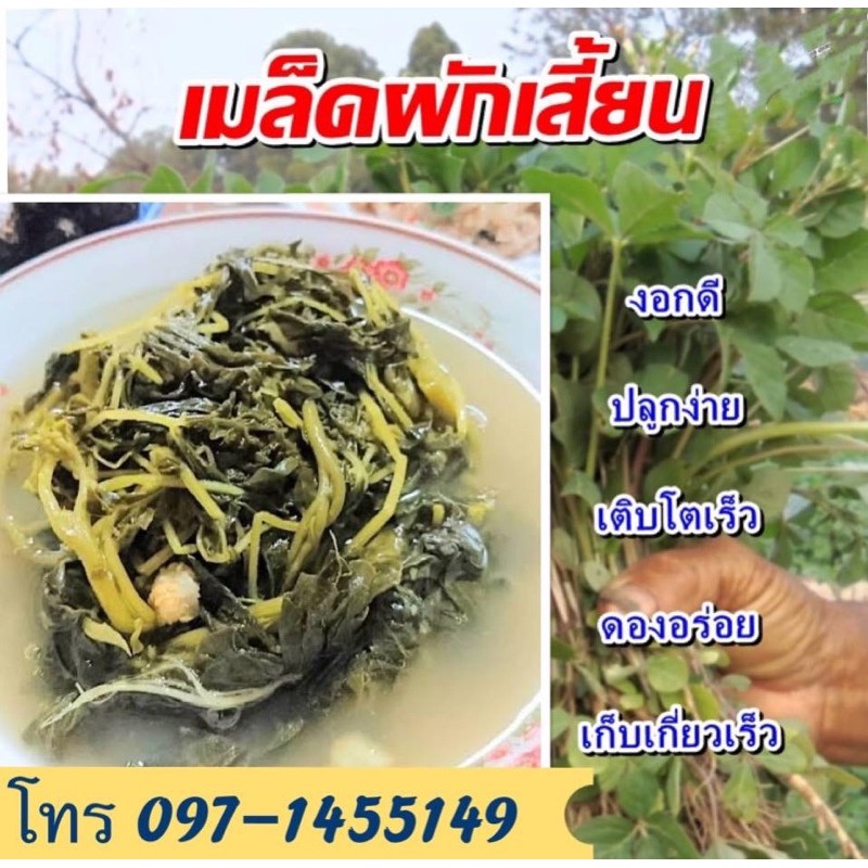 เมล็ดพันธ์ผักเสี้ยน ปลูกง่าย โตไว ดองอร่อย