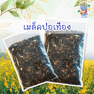 พร้อมส่ง เมล็ดพันธุ์ปอเทือง เมล็ดปอเทือง ราคาพิเศษ ปลูกง่าย ขยายไว โตไว ทนทาน ปอเทือง ราคาสุดคุ้ม