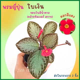 พรมญี่ปุ่น ใบสีเงิน ขอบใบสีน้ำตาล คล้ายซิลเวอร์สกายแต่ใบขนนุ่มกว่า ดอกสีแดง (กระถาง 3 นิ้ว) พร้อมส่ง