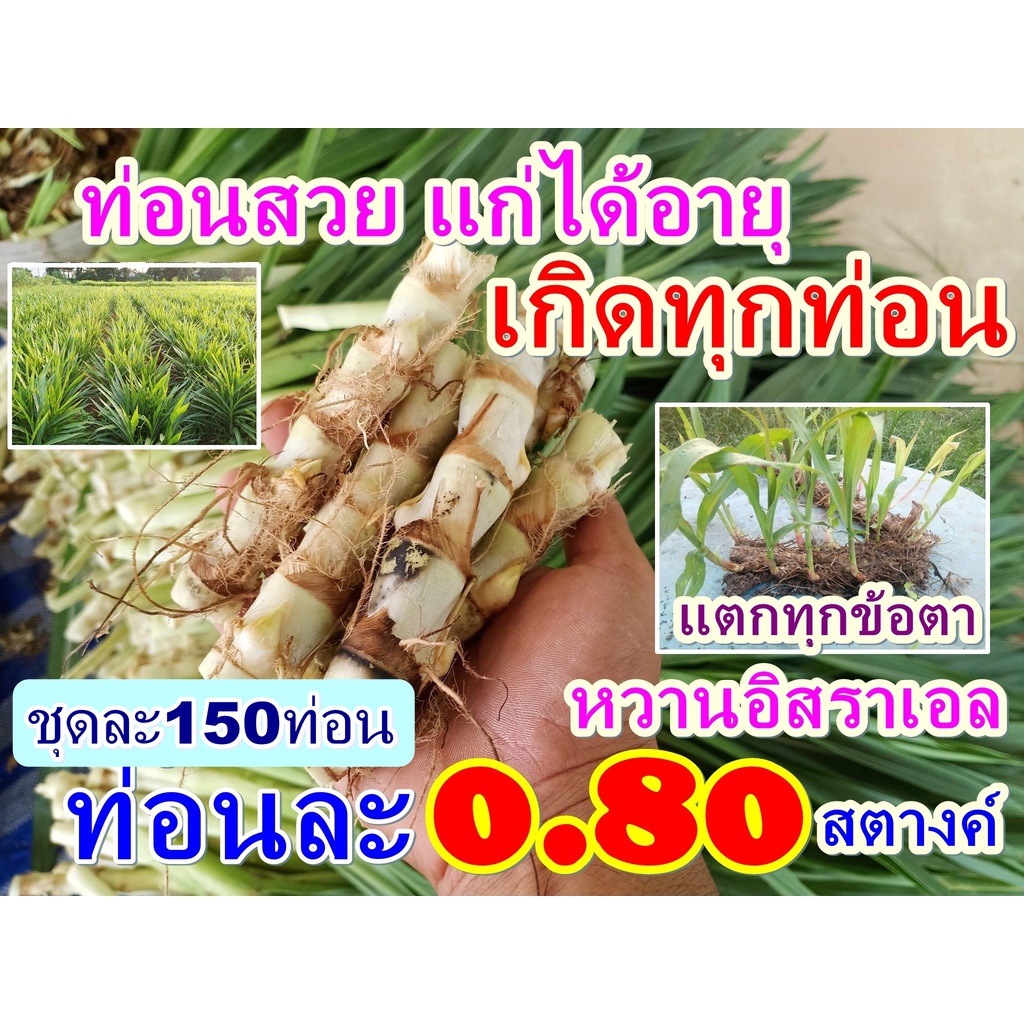 ท่อนละ 0.80 สต. หญ้าหวานอิสราเอล ท่อนพันธุ์ดีปลูกง่ายโตไว