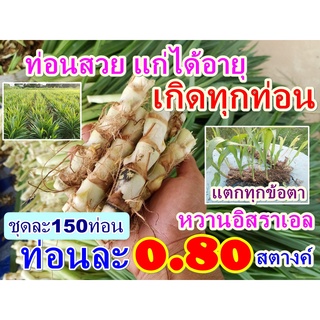 ท่อนละ 0.80 สต. หญ้าหวานอิสราเอล (ชุดละ150ท่อน)