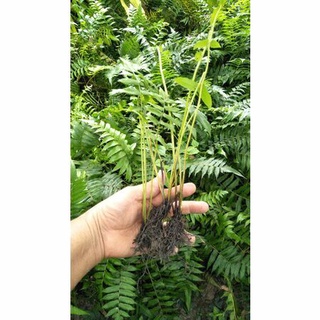 ต้นผักกูด✳มีรากพร้อมปลูก✳สั่งขั้นต่ำ10ต้น✳