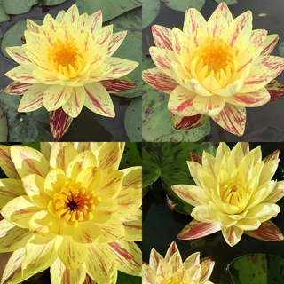 10 เมล็ด เมล็ดบัว สีส้ม นำเข้า บัวนอก สายพันธุ์เมล็ดบัว Waterlily Nymphaea Seeds