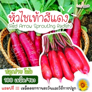 เมล็ดพันธุ์หัวไชเท้าสีแดง 100เมล็ด อัตราการงอก95% ปลูกง่าย โตไว (แถมฟรี เมล็ดผักทุกออเดอร์)