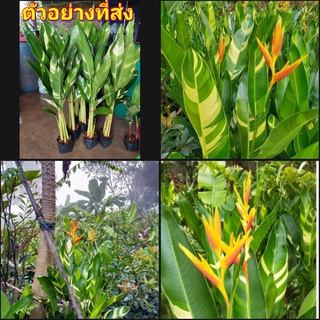 (1ถุงดำ)(vาย ต้น พันธุ์) เบิร์ด ด่าง เบิร์ดออฟพาราไดซ์ bird of paradise เฮลิโคเนีย heliconia ต้น ดอก ปักษาสวรรค์ ธรรมรัก