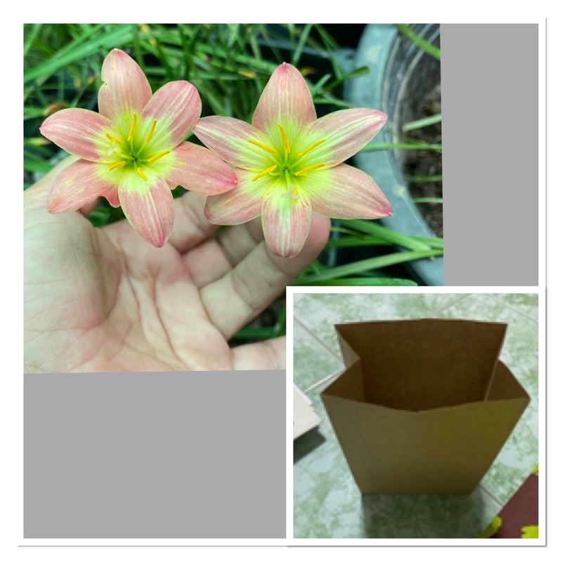 491L.หัวดอกบัวดิน Bonita หัวละ 15 บาท