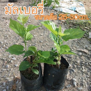 ต้นมัลเบอรี่ พันธุ์เชียงใหม่60 (ขนาด 25 - 30 cm)(2 ต้น/แพ็ค)