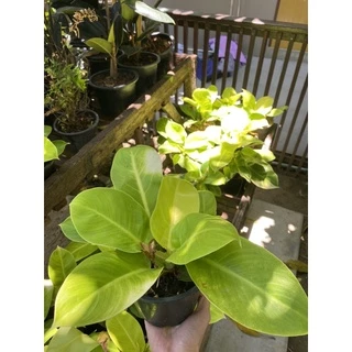 ต้นกุมารทองเรียกทรัพย์ Philodendron Moonlight จัดส่งพร้อมกระถางดำ 6 นิ้ว