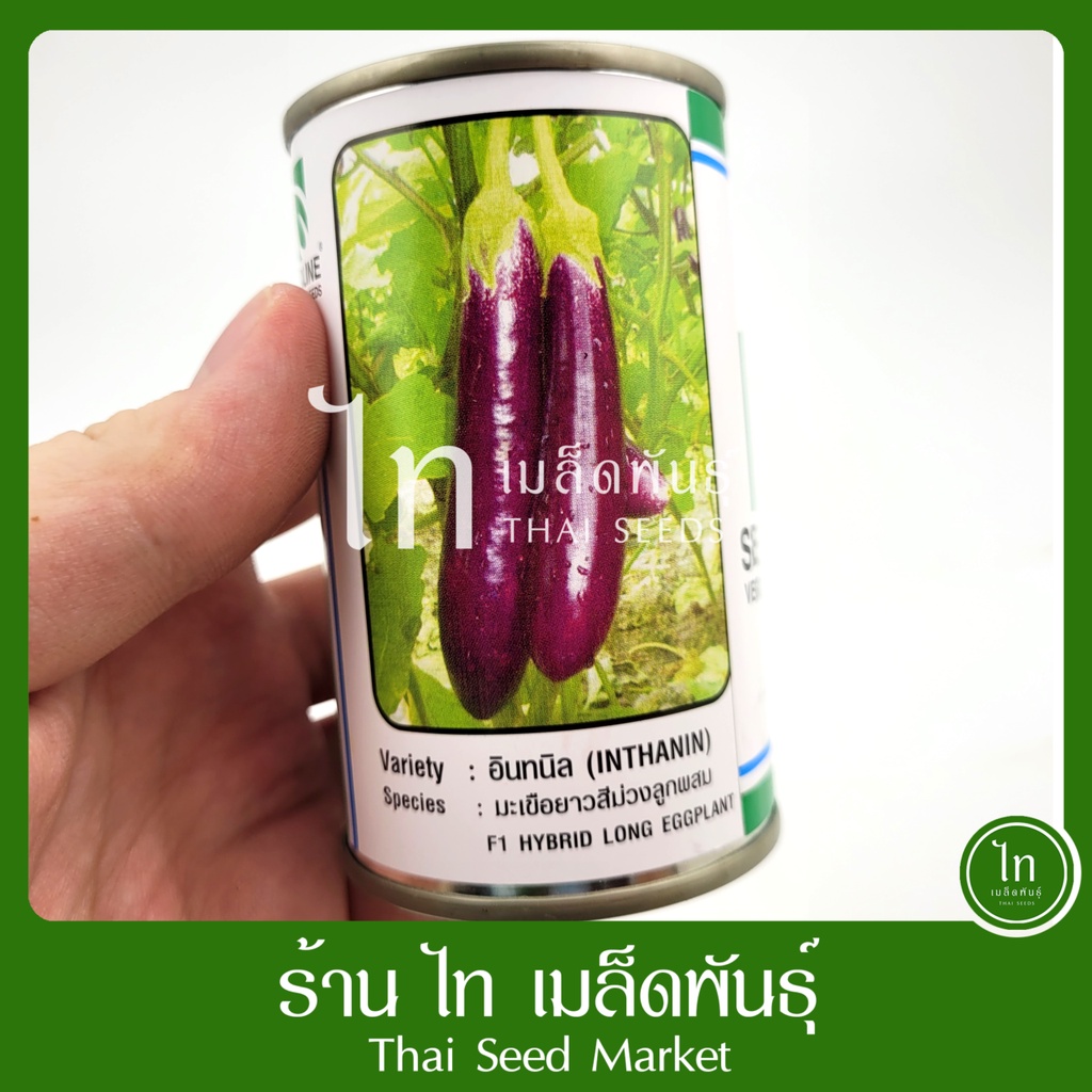มะเขือยาวสีม่วง มะเขือม่วง มะเขือยาวม่วง อินทนิล เมล็ดพันธุ์ มะเขือยาว สีม่วง ลูกผสม ตรา ซีดไลน์ บรรจุ 20 กรัม