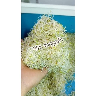 อัลฟัลฟา (Alfalfa) ปลอดสาร อัตราการงอก 90-99 %