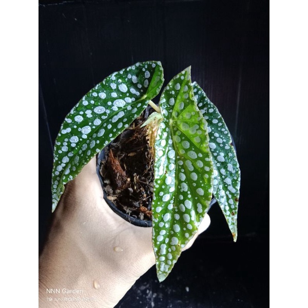 Begonia white ice (กระถาง 4 นิ้ว)