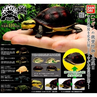 (มีของพร้อมส่ง) Gachapon กาชาปองเต่า KAME Tortoise Bandai Vol.4 โมเดลเต่า