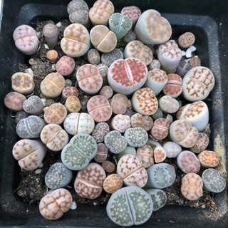 Lithops ไลทอปพอตพาสเทล10x10cm