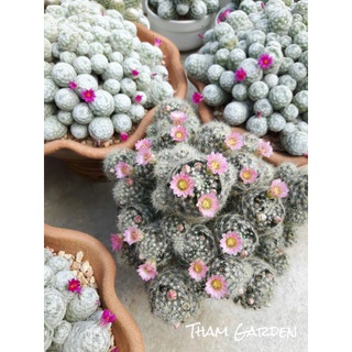 Mammillaria prolifera แมมเพอริเฟอร์ล่า ไฮบริดดอกชมพู