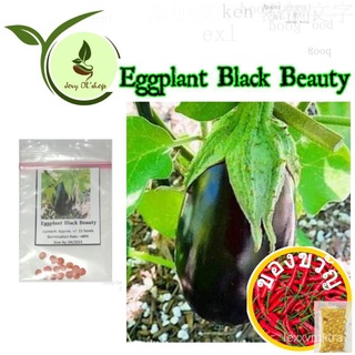 Eggplant Black Beauty Seeds园艺/芹菜/手链/seeds/花园/木瓜/儿童/苹果/上衣/香菜/ VHHZ