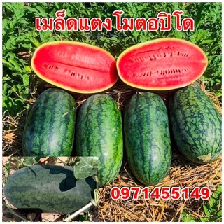 🍉🍉เมล็ดแตงโมตอปิโด🍉🍉