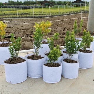 Non-woven fabric Grow bag กระถางผ้า สีขาว มีหัวหิ้ว กระถางผ้าปลูกต้นไม้ ถุงปลูกต้นไม้ กระถางต้นไม้