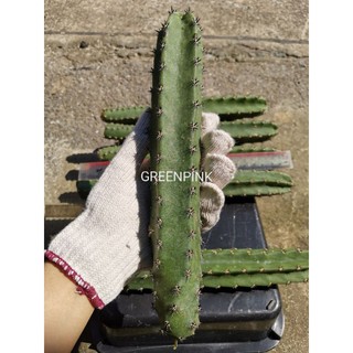 ตอหนามดำไต้หวัน ตัดสด 1ตอ 11-12นิ้ว กระบองเพชร​ แคคตัส cactus ไม้อวบน้ำ ไม้กราฟ ตอกราฟ ตลาดตอ ต้นไม้ ราคาถูก