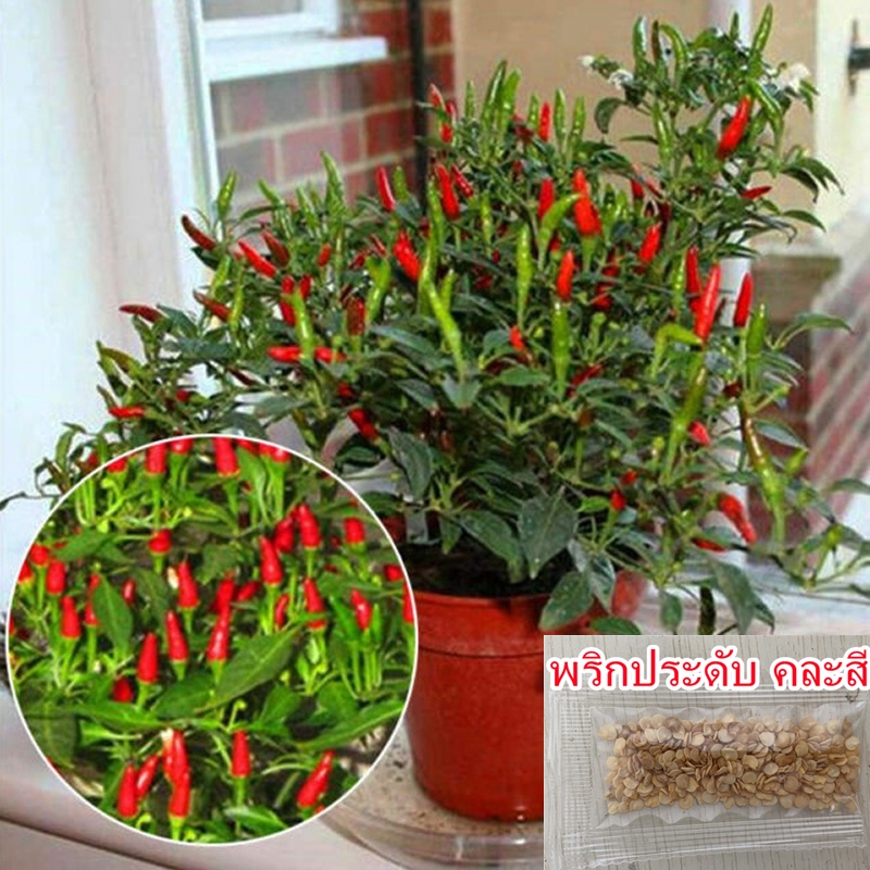 เมล็ดพันร Multicolor Garden Balcony Potted Plant Pepper Seeds Vegetable Seeds Flower Seeds Vegetable
