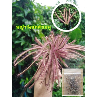 เมล็ดพันธุ์หญ้ารังนกสีชมพู​10บาท