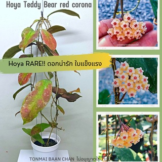 Hoya Teddy Bear red corona โฮย่าสะสม RARE!!  ไม้แขวนไม้ประดับ ตกแต่งสวน  ดอกน่ารัก ใบสวย ส่งต้นพร้อมลวดแขวน