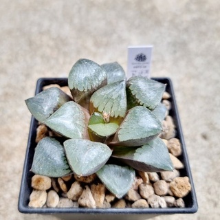 พร้อมส่ง!!ฮาโวเทีย Haworthia springbokvlakensis hybridTropical Night จัดส่งแบบล้างราก