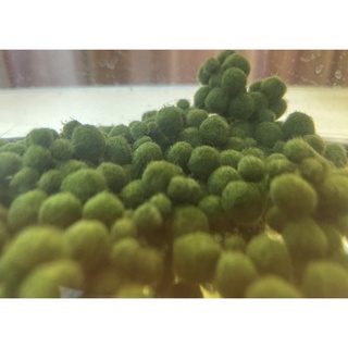 marimo mossball 0.8 cm มีคู่มือการเลี้ยงให้