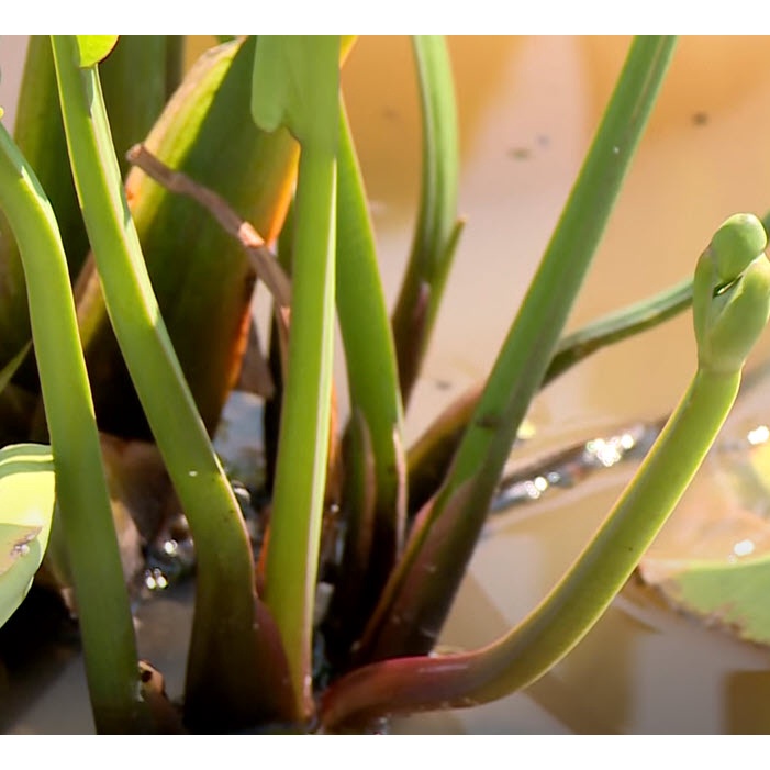 เมล็ดผัก ผักพาย คันจอง ตาลปัตรฤาษี ผักก้านจอง  ผักสมุนไพรพื้นบ้าน ซองละ 500 เม็ด - รูปที่ 7