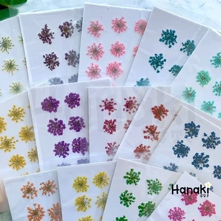 【พร้อมส่ง】ดอกเอมิมาจัสทับแห้ง (Ammi majus, Lace) ดอกไม้ทับแห้ง ดอกไม้จริงทับแห้ง Pressed Flowers💐