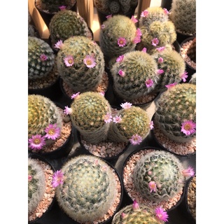 คามิเน่เหลือง mammillaria carmenae